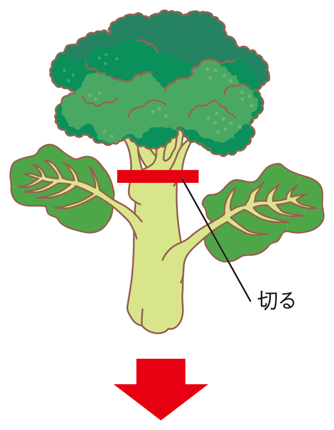 図：収穫1