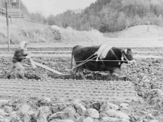 昭和47年頃の田の耕作風景の写真