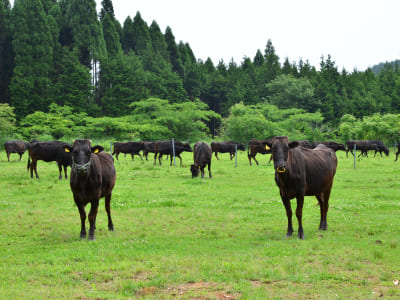 草原でくつろぐ千屋牛たちの写真