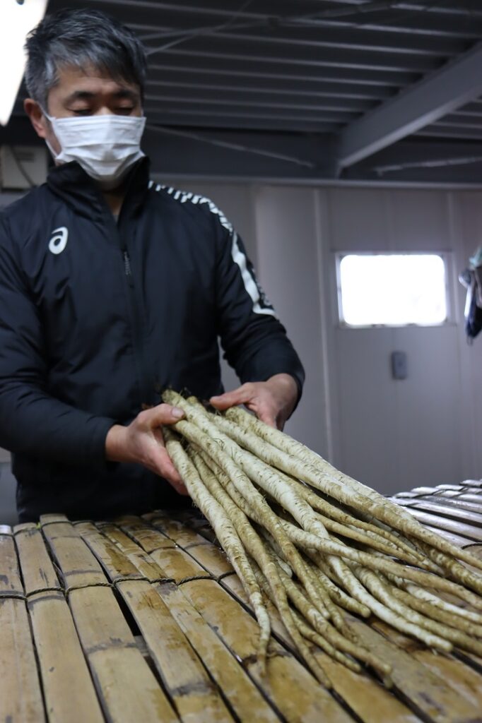 連島ごぼう「料理の主役に」／倉敷市連島町 | JA晴れの国岡山