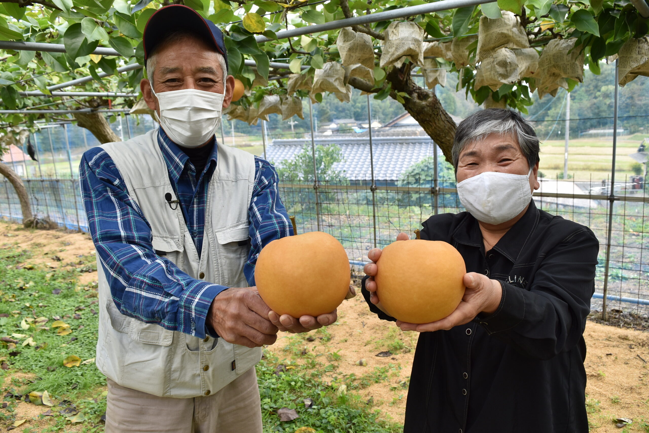 仕上がり自信梨 新高 最盛 津山市久米地区 Ja晴れの国岡山