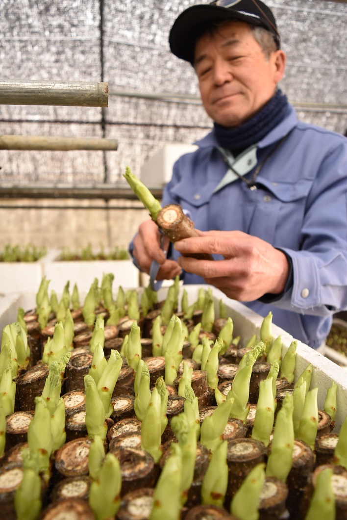 山菜の王様 タラの芽 出荷 真庭市落合地区 Ja晴れの国岡山 山菜の王様 タラの芽 出荷 真庭市落合地区 Ja晴れの国岡山