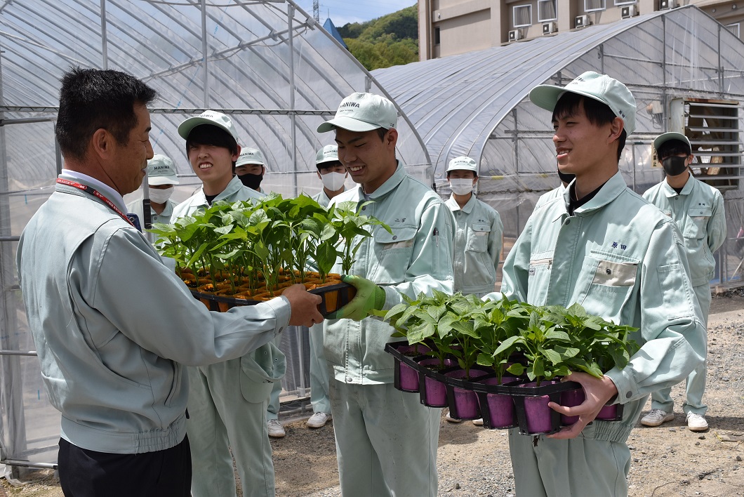 フルーツパプリカ ぱぷ丸 高校生と栽培協力 真庭統括本部 Ja晴れの国岡山