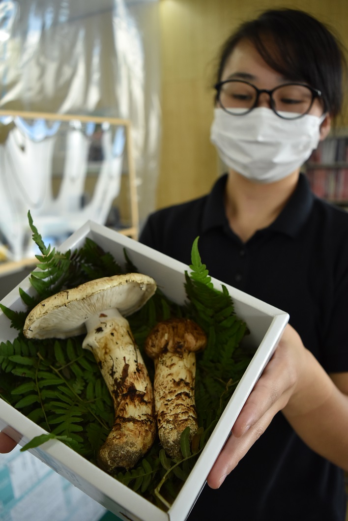 秋の味覚の王様マツタケ出荷／真庭市 | JA晴れの国岡山