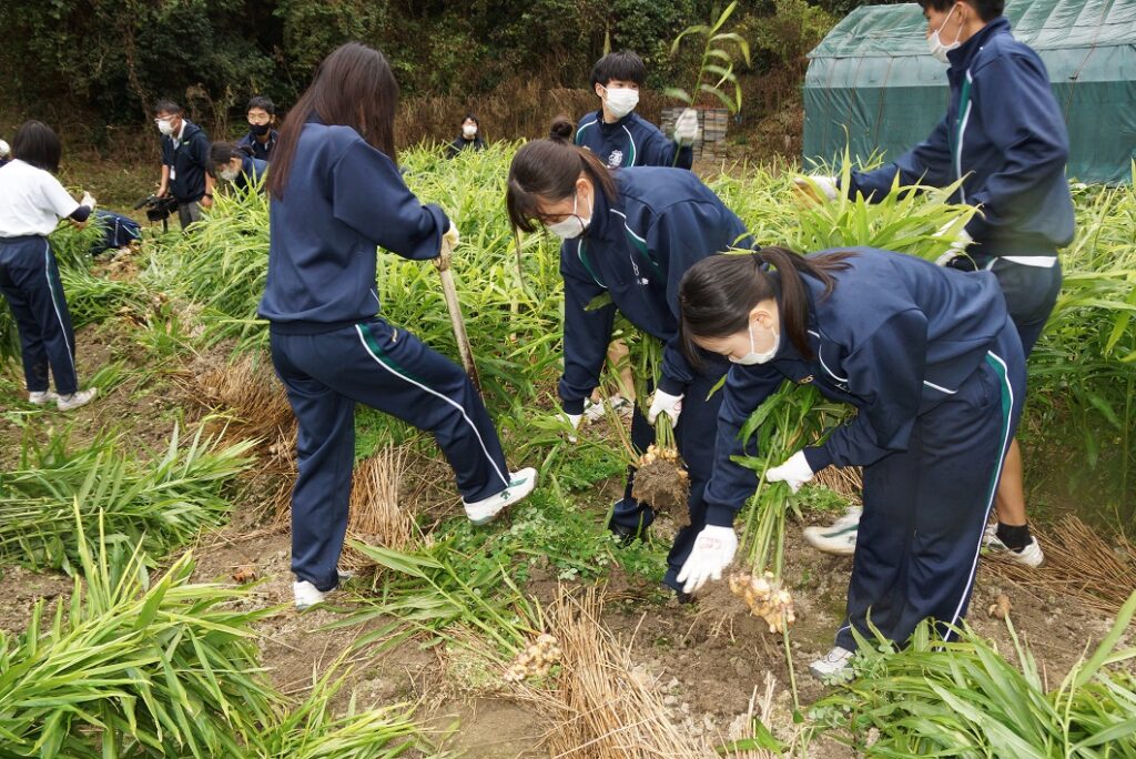 高校生が特産ショウガ収穫 津山市 Ja晴れの国岡山