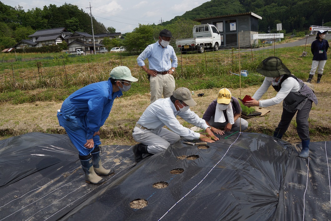 初心者向けにアスパラガス講習会 つやまアスパラ部会 Ja晴れの国岡山