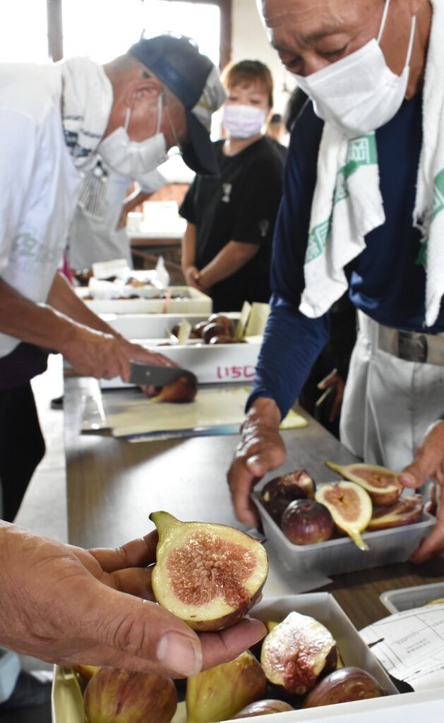 イチジク順調に出荷／備前市イチジク部会