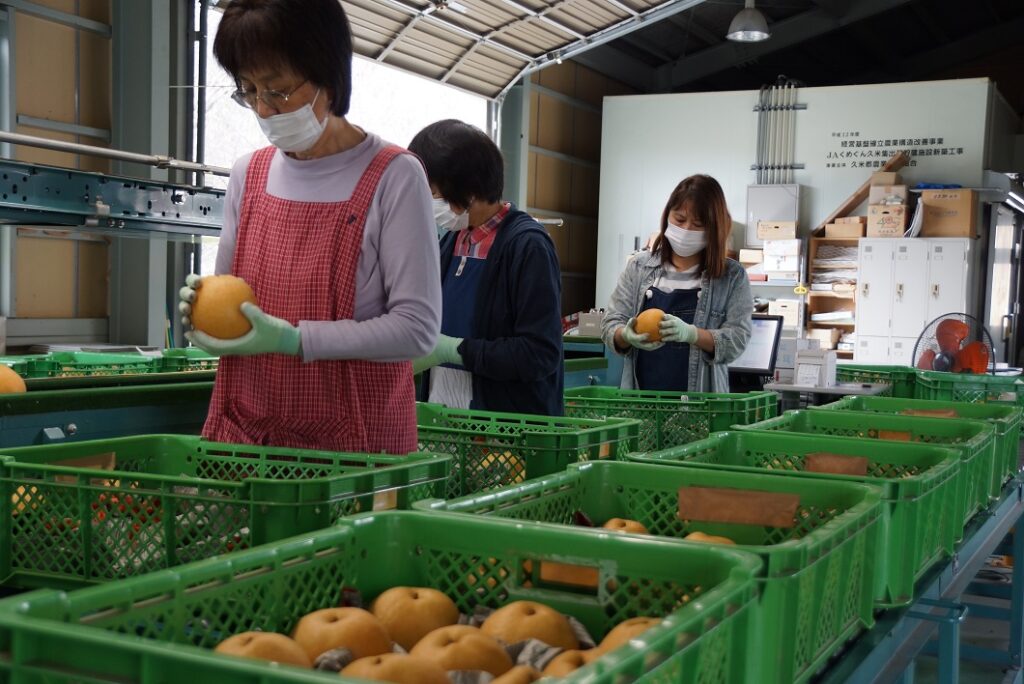 特産梨「新高」出荷最盛／久米新高梨部会・真庭久世特産梨生産組合