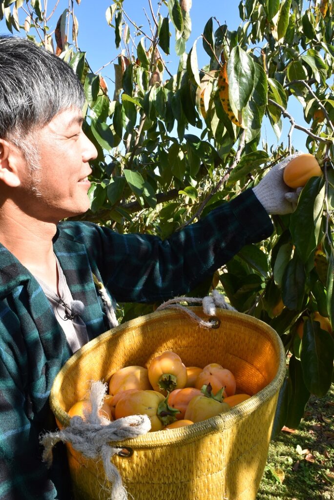 柿「西条」出来上々／津山統括本部・真庭統括本部