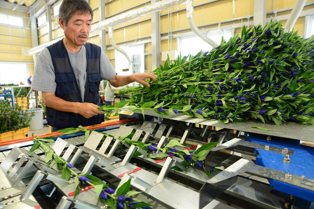 新見リンドウ拡大へ新選花場が本格稼働／新見市