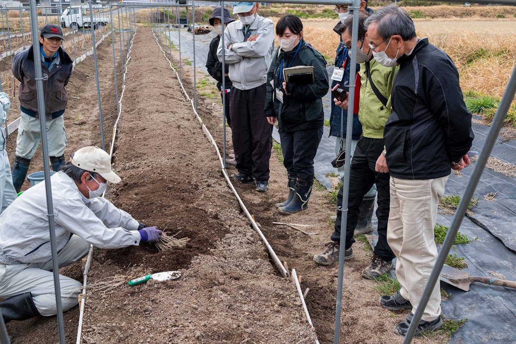 補植でアスパラ増　欠株対策を実演／つやまアスパラガス部会