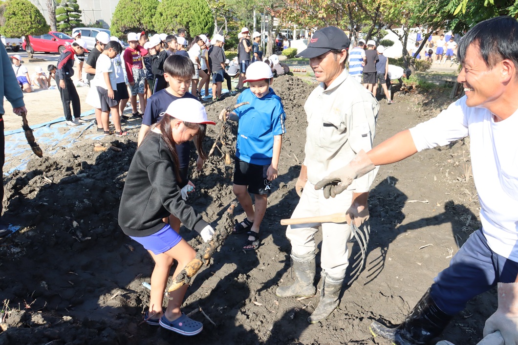 レンコンを学ぶ 児童が収穫