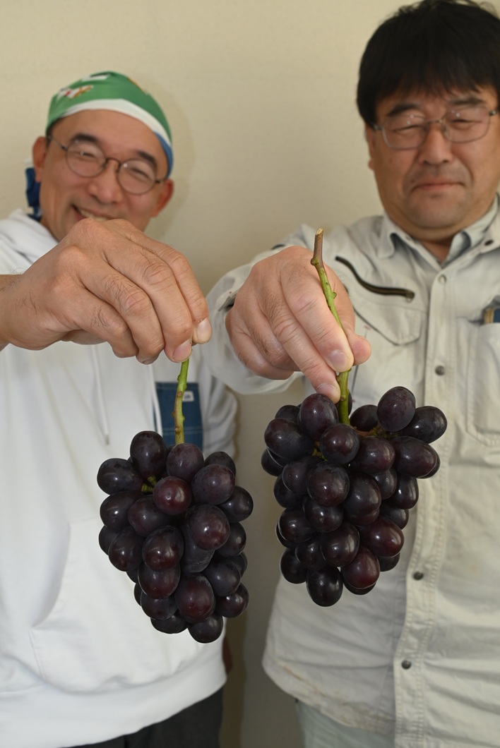 マスカットノワール特産化　引き強い黒系、良食味皮ごと／勝央町ぶどう部会