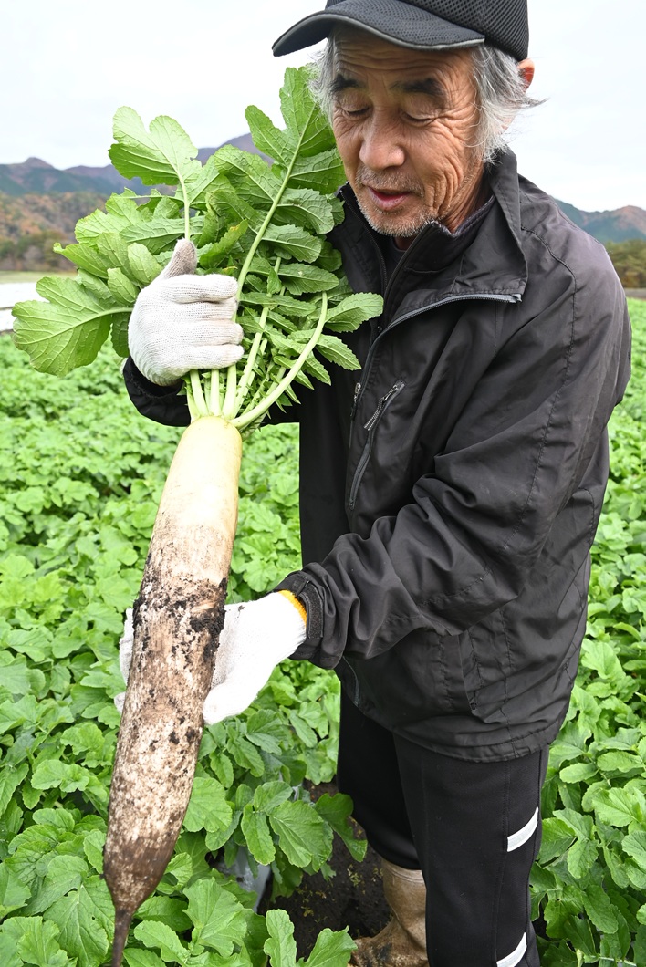 蒜山こだわり大根出番　寒締めで質高く／真庭市