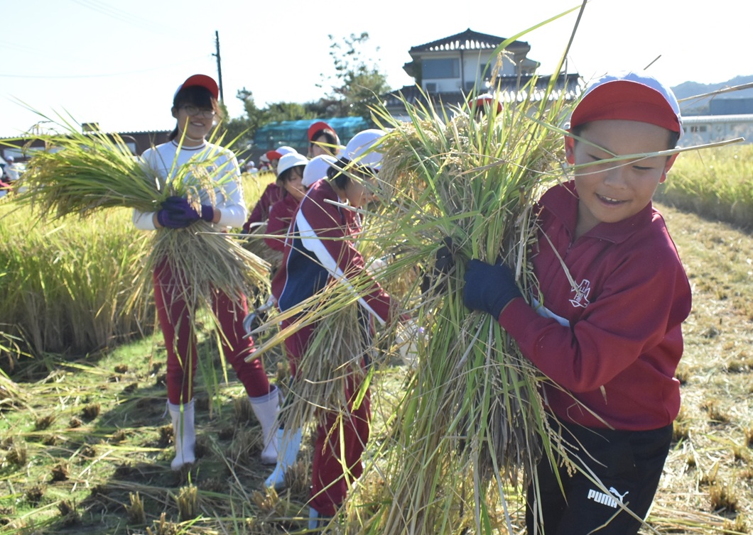 両手いっぱい　小学生が稲刈り体験／山陽小学校