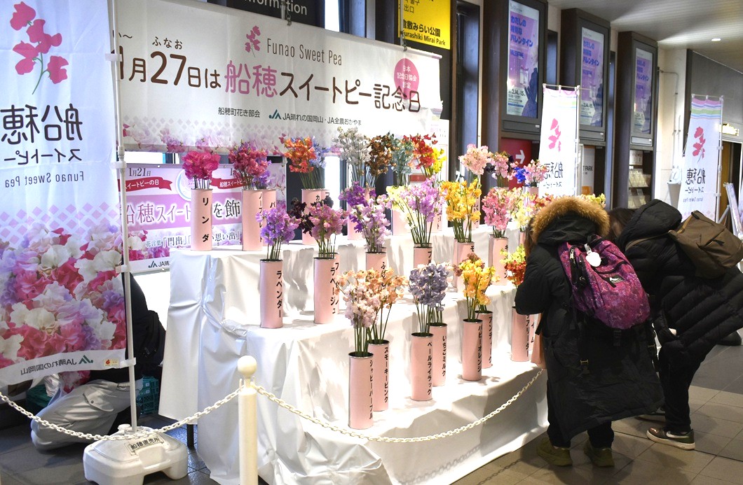 スイートピー華やかに　倉敷駅に５００本展示／倉敷西アグリセンター