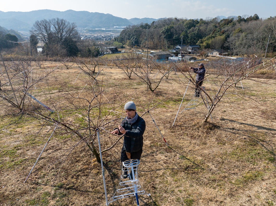 桃団地で作業着々