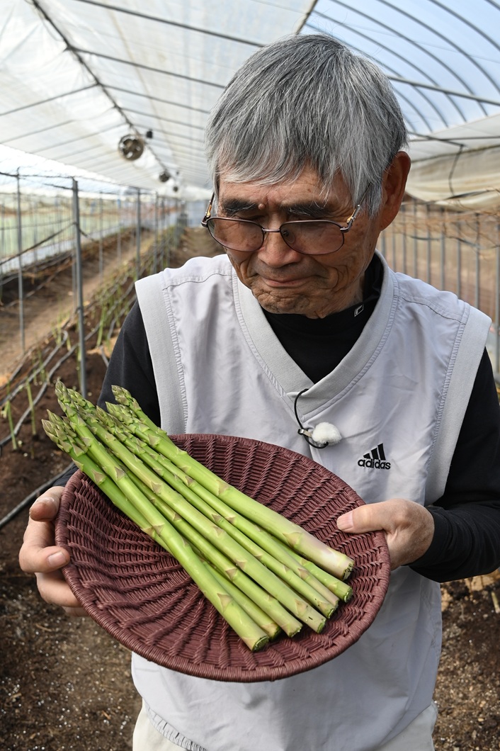 アスパラガスの出荷最盛／勝英アスパラ部会英田支部