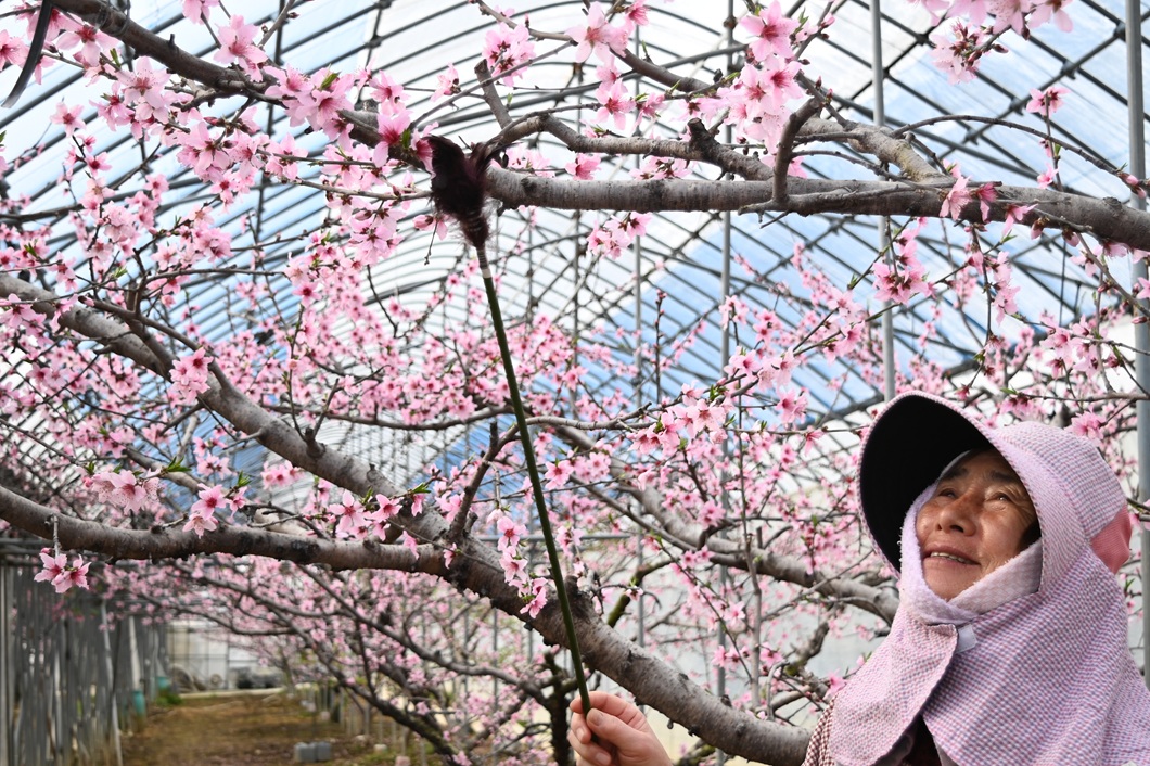 モモの花満開で授粉大忙し／勝央町桃部会、石川裕之さん・里江さん