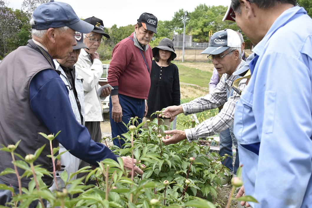 薬用シャクヤクを切り花として出荷/薬用作物部会
