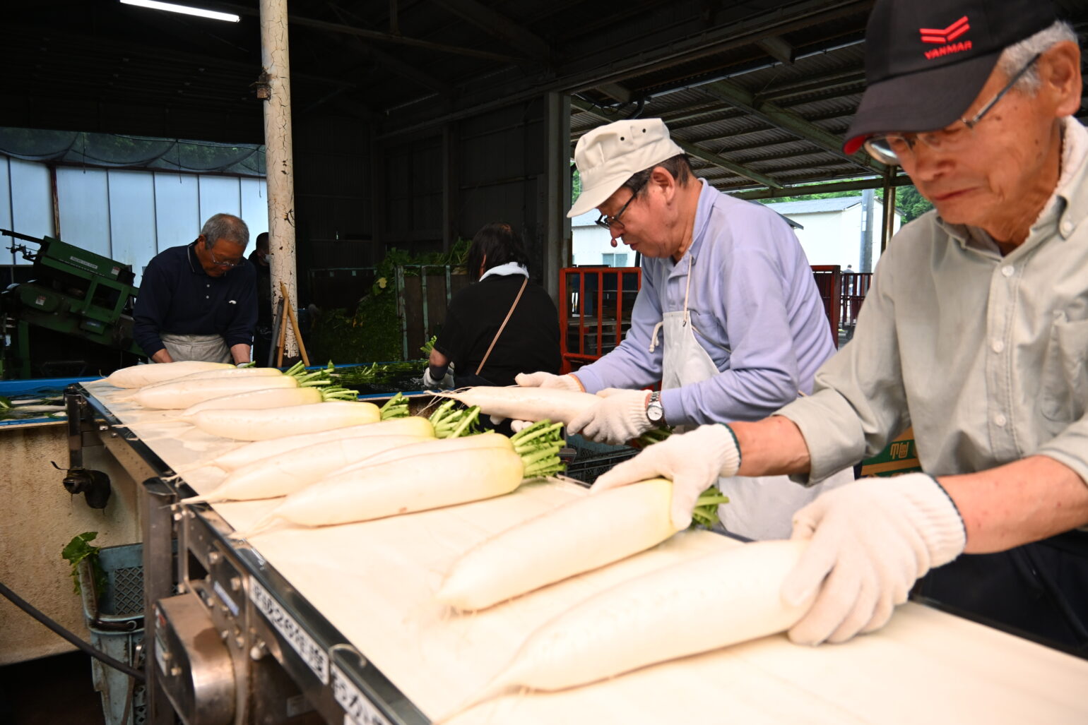 「カルスト大根」出番　寒暖差で甘味増す