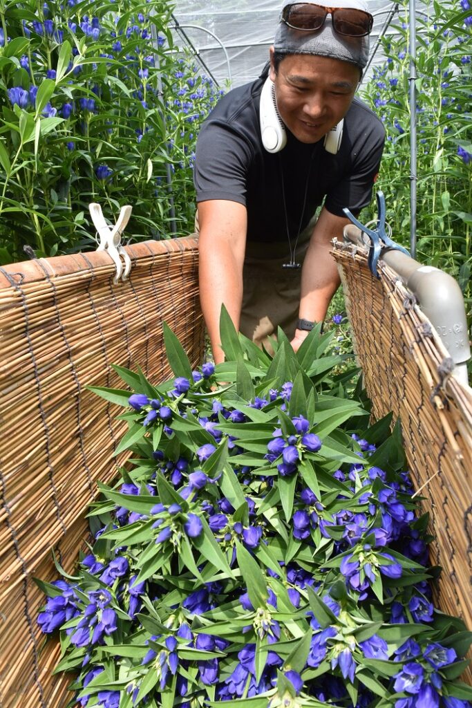 濃紫が鮮やか。リンドウ出荷最盛／奥津花き生産組合リンドウ部会