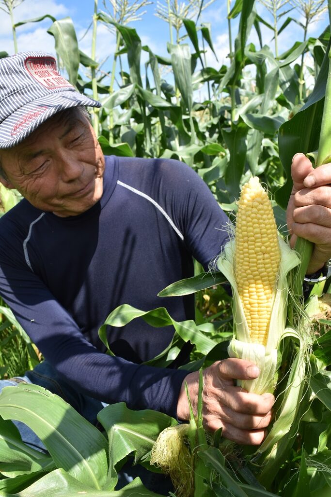 幸せの「イエローダイヤモンド」出荷始まる