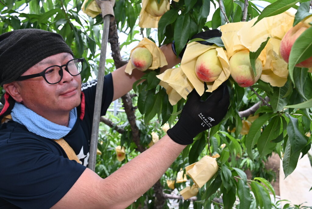 ひと足早い初夏の味、出荷スタート／勝央町桃部会