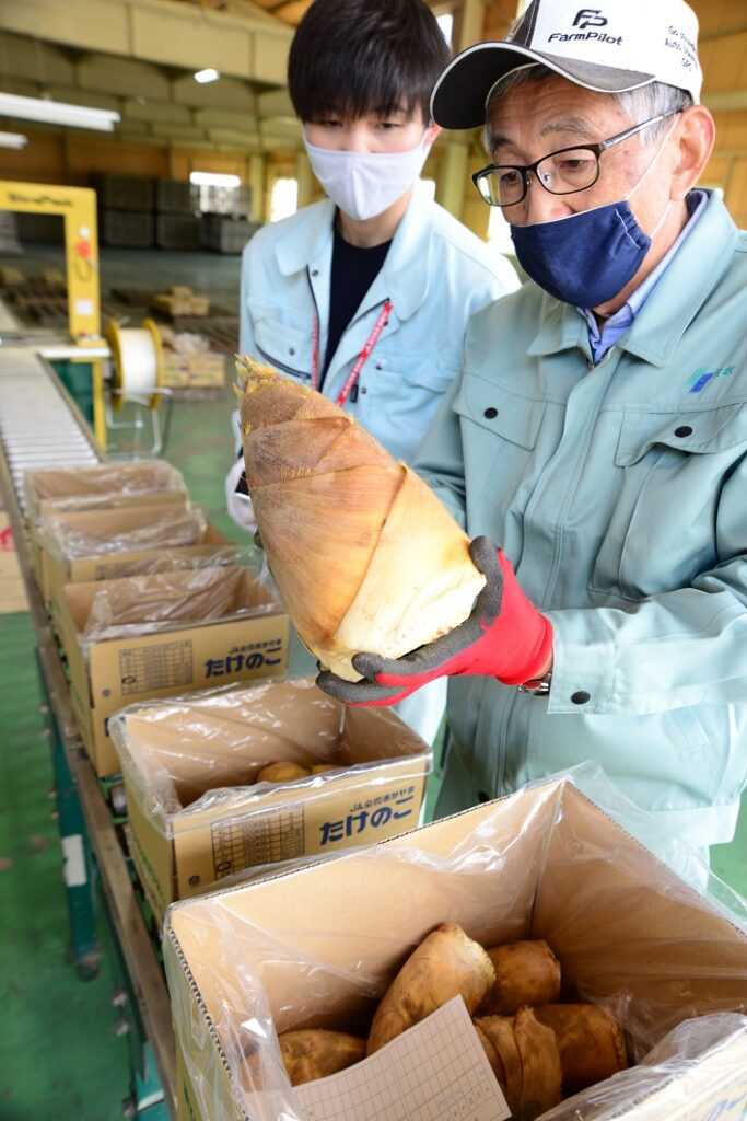 春真っ盛り「まびのたけのこ」出荷最盛／倉敷市真備町 – JA晴れの国岡山