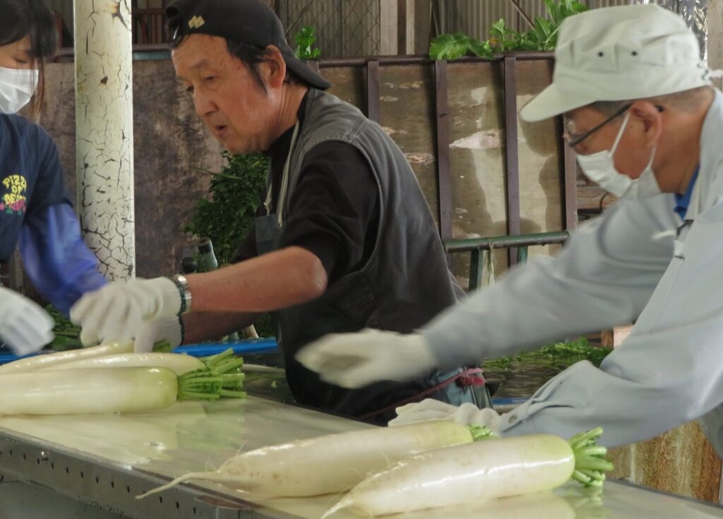 品質上々春ダイコン出荷／ＪＡ阿新大根部会