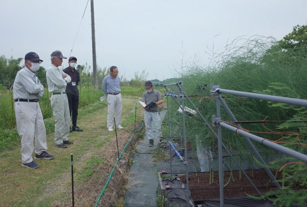 アスパラガスほ場巡回／つやまアスパラガス部会東部支部