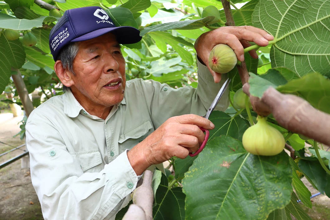 イチジク「蓬莱柿」出荷順調／笠岡市 – JA晴れの国岡山