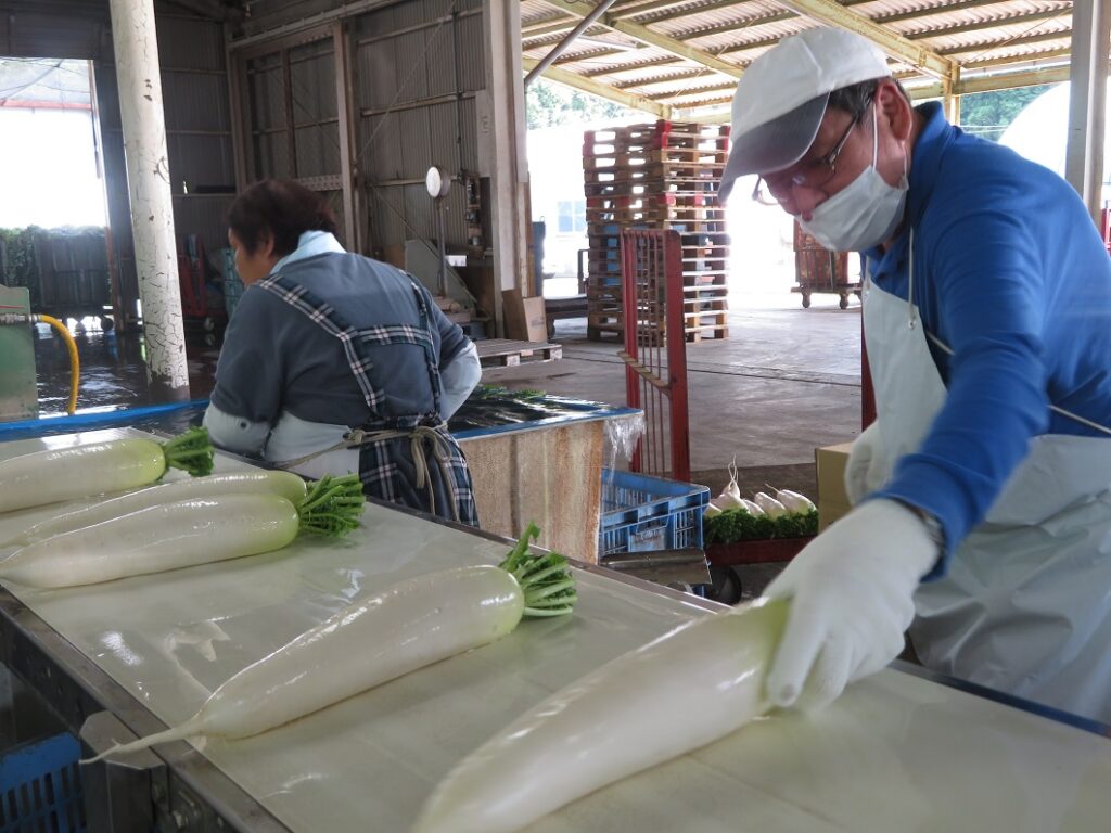 春まき「カルスト大根」出荷始まる／阿新大根部会