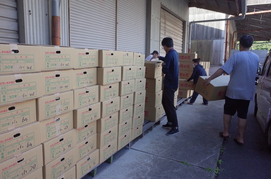 秋の彼岸用シキミ出荷最盛／加茂シキミ生産組合