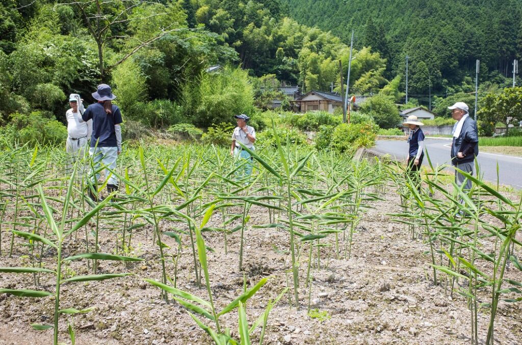 ショウガ生育確認/津山生姜部会