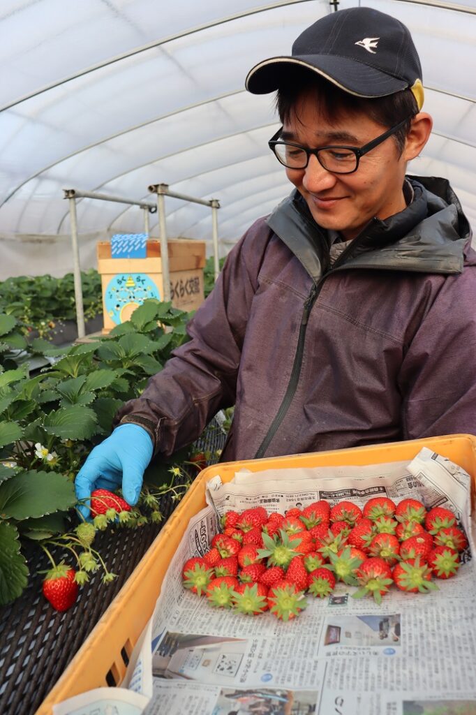 将来の産地維持見据えこだわりのイチゴ栽培／笠岡市