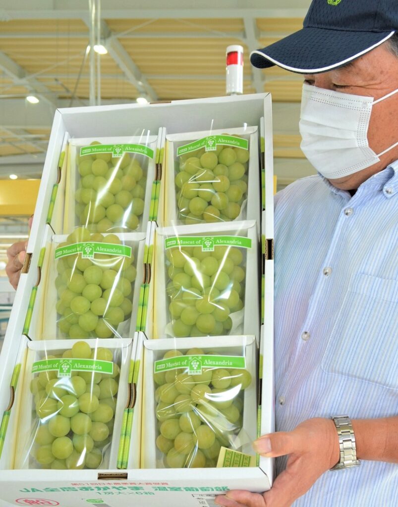 浅さま売約済み帯飾り〈Harvest・マスカット〉