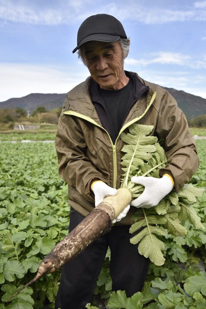 高原育ち「蒜山こだわり大根」出荷／真庭市