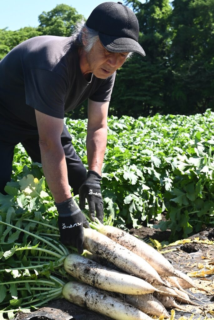 蒜山高原の初夏の味「ひるぜん大根」出荷スタート／真庭市
