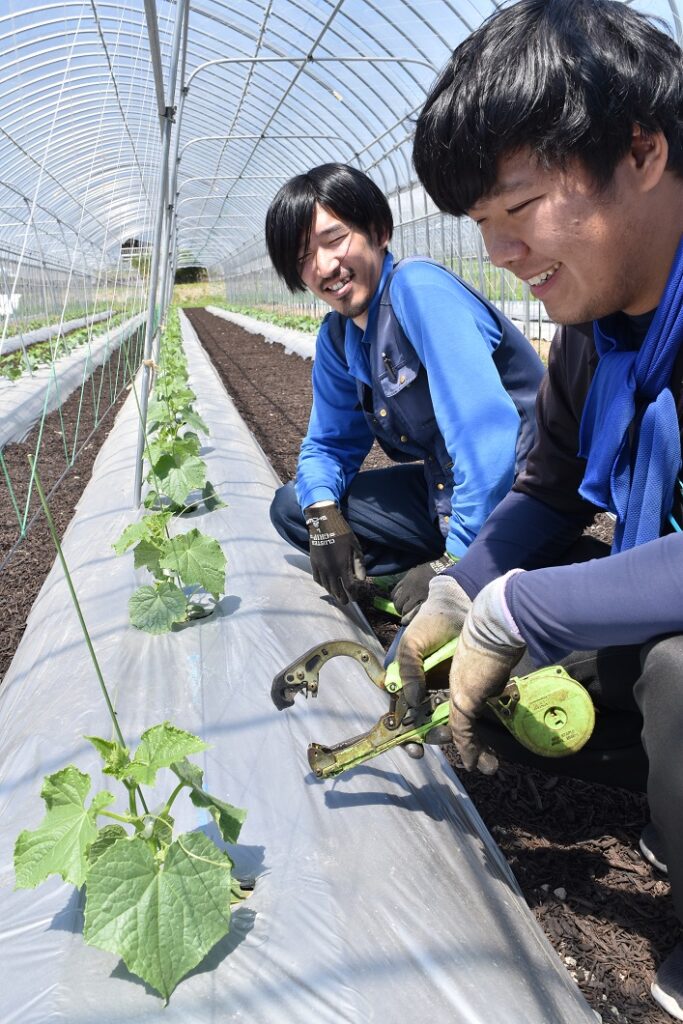 キュウリ産地支える/久米南町