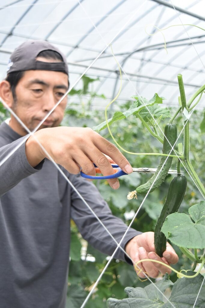 キュウリ出荷スタート/津山統括本部