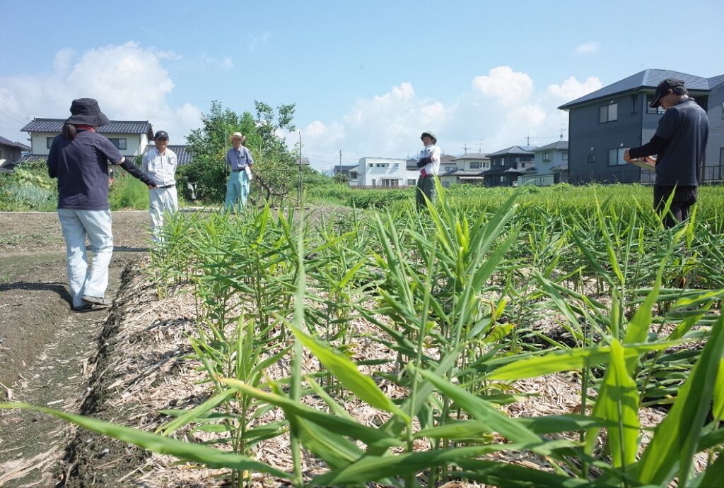 ショウガほ場巡回で防除徹底呼びかけ/津山生姜部会