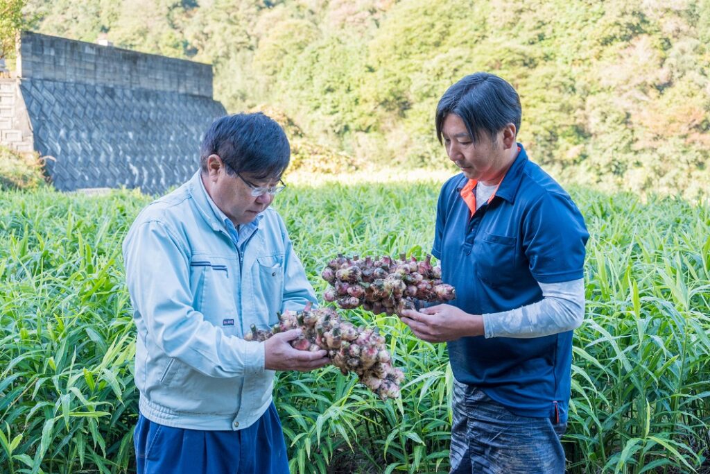 特産ショウガ収穫最盛/津山生姜部会