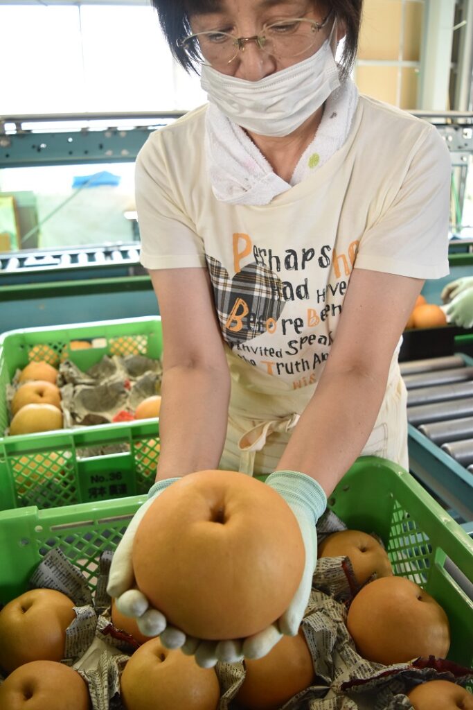 秋の大きな特産品、梨「新高」出荷スタート／久米新高梨部会