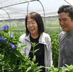 低標高地でリンドウ　産地拡大へ実証