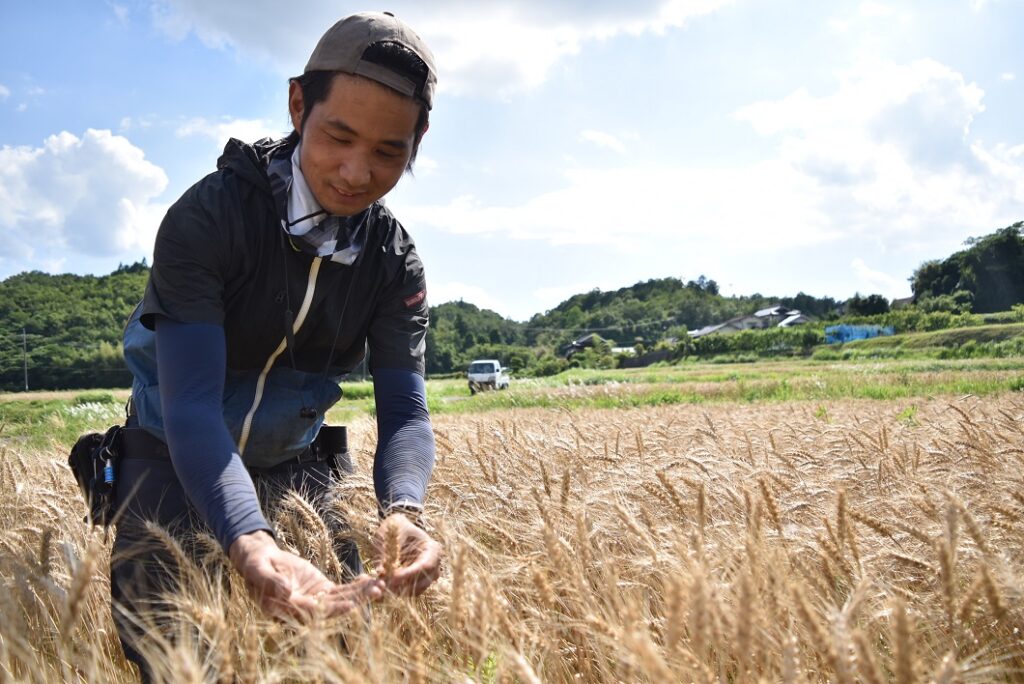 黄金色の小麦、刈り取り進/津山統括本部