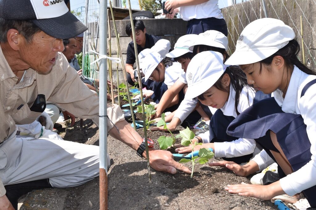 小さな生産者がキュウリ栽培。今年もスタート!/久米南町