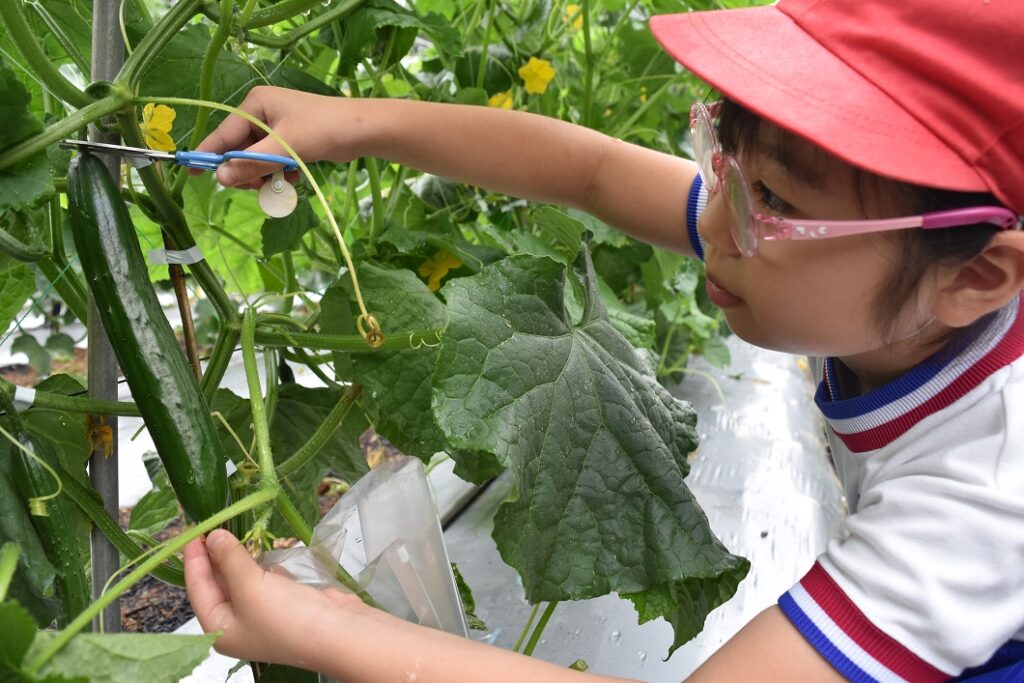小学生が特産キュウリを収獲/久米南町
