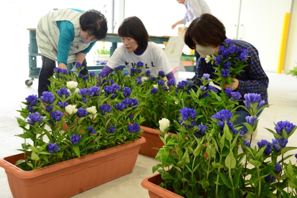 おかやま夢りんどう 加温促成栽培で全国植樹祭へ／新見花卉部会