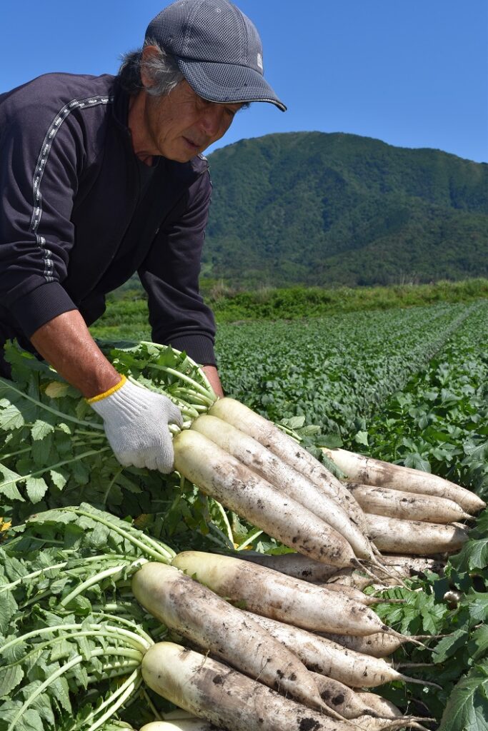 「ひるぜん大根」出荷本番／真庭市